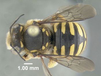Media type: image;   Entomology 610800 Aspect: habitus dorsal view